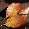 柿の紅葉