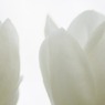 vanilla_IMG5237