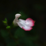 薄紅色