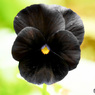黒いビオラ