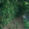 写真句：竹藪の小径