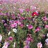 ゆうゆうパークのカラフルなコスモスの花（10月27日）