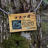 樹木名表示板
