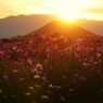 夕焼け コスモス