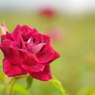 バラの花をあなたへ・・・