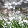 Spring is coming again