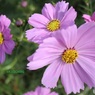 コスモス
