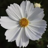 白いコスモス