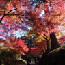 紅葉狩り_中尊寺⑤