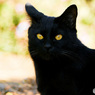 黒猫探訪