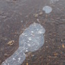 20110226_雪の日の朝 (6)