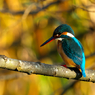 秋色に染めて　カワセミ
