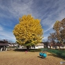 公園のイチョウ