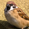 動物園のすずめ