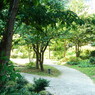 里山の中の小道・分かれ道
