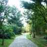 里山の中の小道