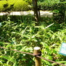 池の近く