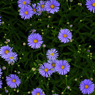 Violet Button