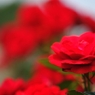 真っ赤なバラの花をあなたへ・・・