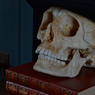 髑髏。