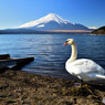 白鳥と富士