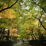 永平寺　雨と紅葉