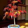 ミニの紅葉