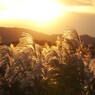 夕焼け すすき