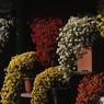 新宿御苑菊花壇展　１