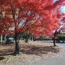 長峰公園の赤いモミジの木（11月15日）