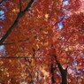 赤いモミジのカーテン（11月15日）