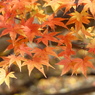 秋の里山で8(紅葉4)