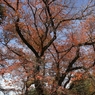 公園の紅葉　１
