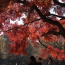 公園の紅葉　２