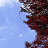青天の紅葉
