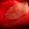 Leaf Vein