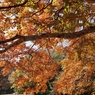 公園の紅葉　６