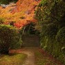 苔むす小径、紅葉のトンネル