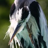 IMG_0448