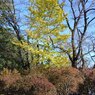 長峰公園のイチョウの木（11月15日）