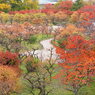 大阪城公園梅林紅葉①