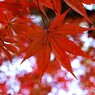 見ごろの紅葉