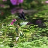 ”蜻蛉”その⑨