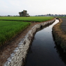 田園