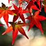 モミジの紅葉