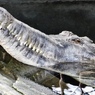 熱川バナナワニ園で飼育されているワニの中で一番大きいマレーガビアル