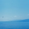海とトンボ