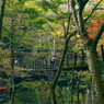 写真句：花貫渓谷紅葉狩り2025：紅葉の吊り橋