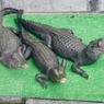 3匹のコビトカイマン(熱川バナナワニ園)