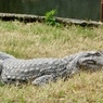 クチヒロカイマン(熱川バナナワニ園)